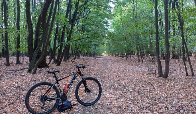 Pădurea Cernica — traseu cu bicicleta